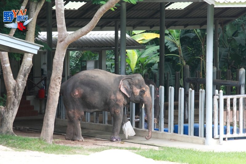 泰國唯一的大象養老院 南邦泰國象保育中心 @去旅行新聞網