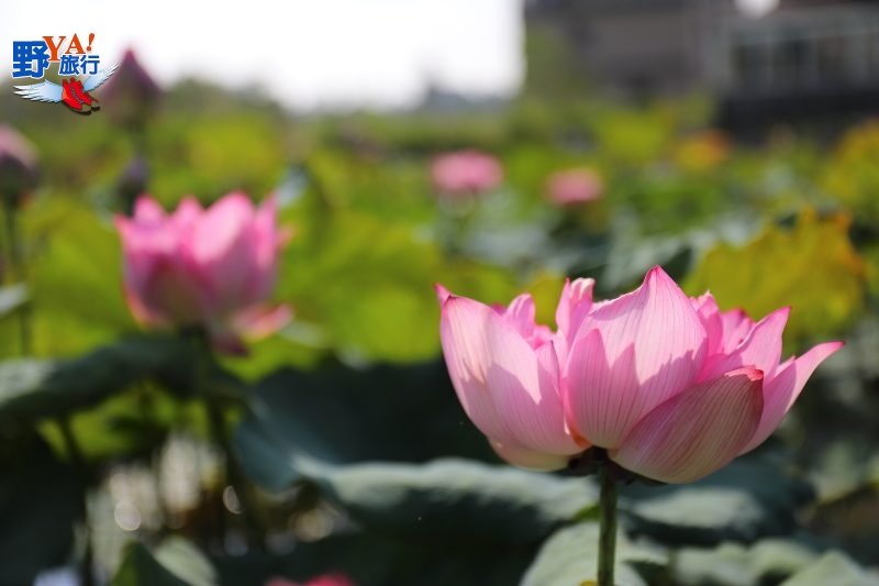 粉紅景觀橋點亮浪漫氛圍，今年七夕最佳約會景點 @去旅行新聞網