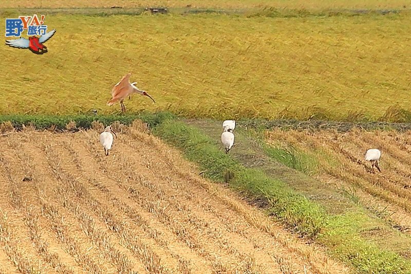 划盆舟當神隱少女 佐渡金山圓淘金夢 @去旅行新聞網