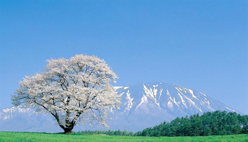 小岩井農場銀河鐵道點亮夜空，雪花紛飛的東北雪國 @去旅行新聞網