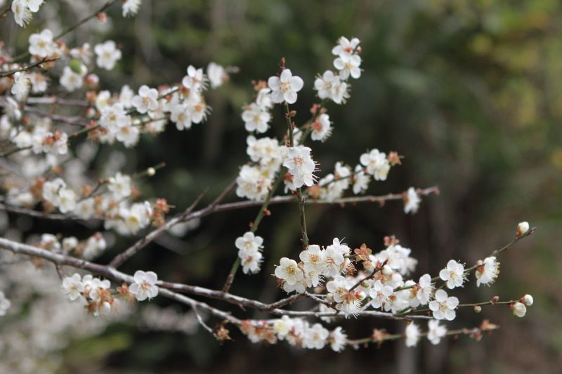 花蓮南區賞梅秘境 富里豐南村梅花綻放 @去旅行新聞網