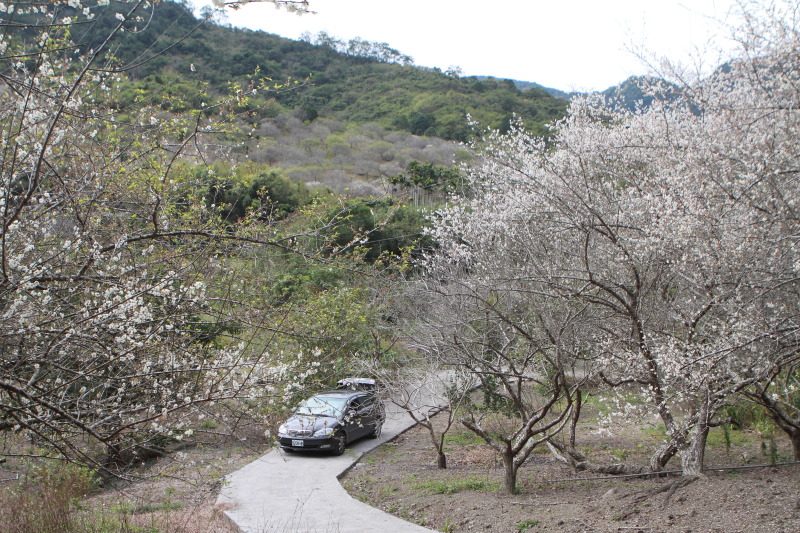 花蓮南區賞梅秘境 富里豐南村梅花綻放 @去旅行新聞網