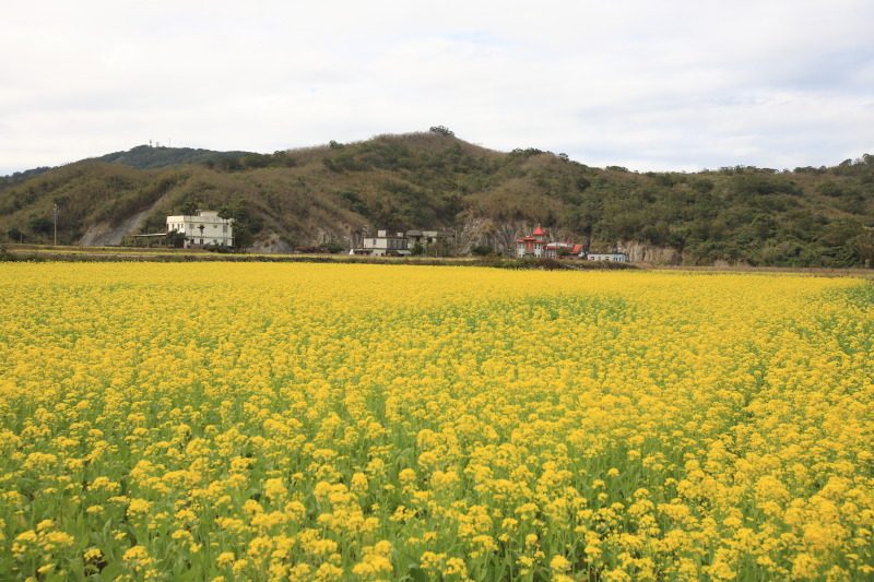 花蓮南區賞梅秘境 富里豐南村梅花綻放 @去旅行新聞網