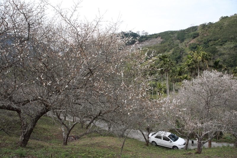 花蓮南區賞梅秘境 富里豐南村梅花綻放 @去旅行新聞網