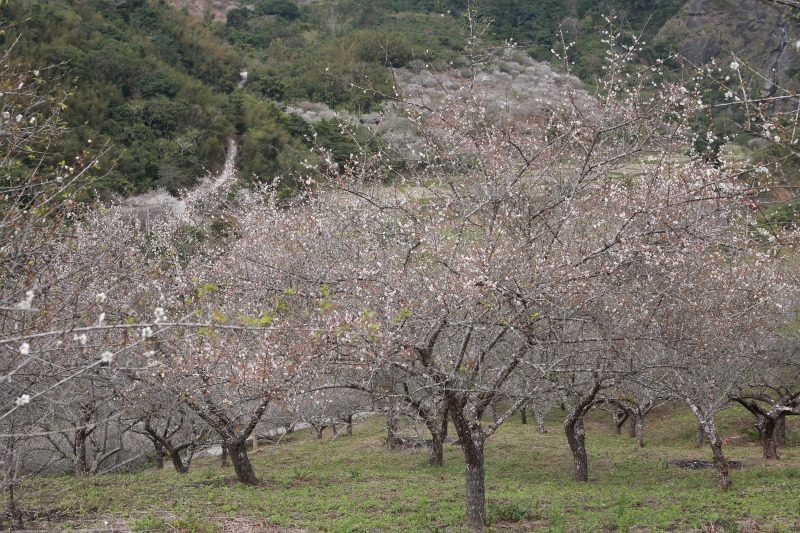 花蓮南區賞梅秘境 富里豐南村梅花綻放 @去旅行新聞網