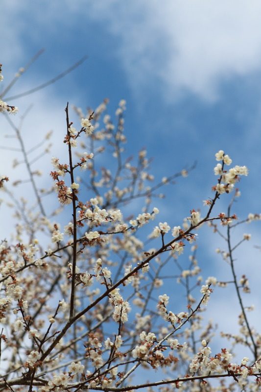 花蓮南區賞梅秘境 富里豐南村梅花綻放 @去旅行新聞網