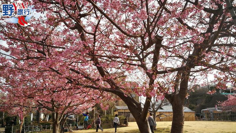 日本最早開的櫻花 2018河津櫻花祭浪漫登場 @去旅行新聞網