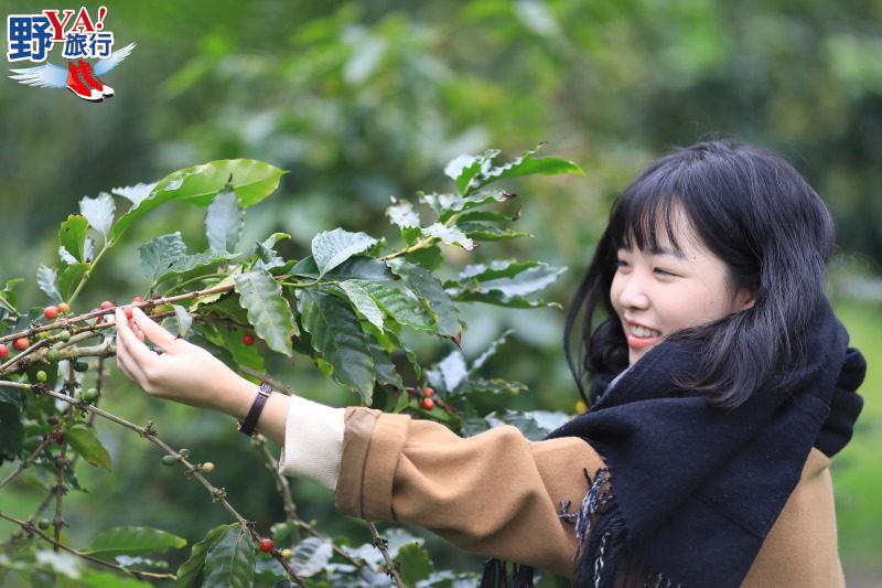 花蓮食農教育體驗-舞鶴台地紅茶咖啡飄香 @去旅行新聞網