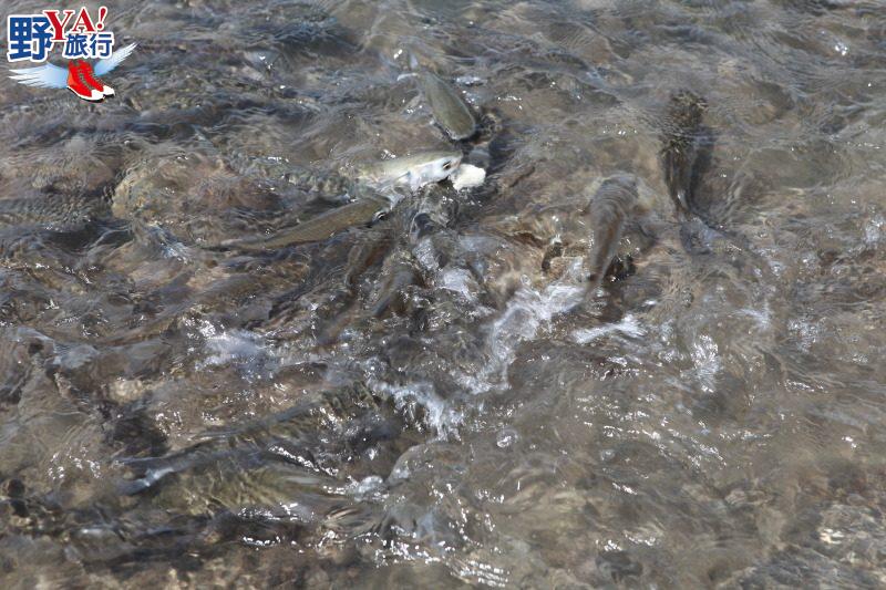 富山漁業資源保育區海洋生態步道啟用 @去旅行新聞網