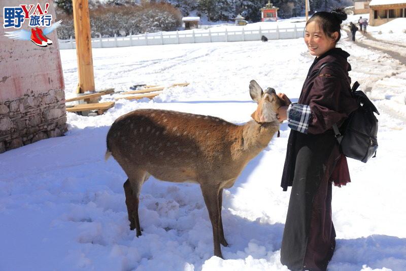 甘南藏族采風 東方小瑞士雪中郎木寺 @去旅行新聞網