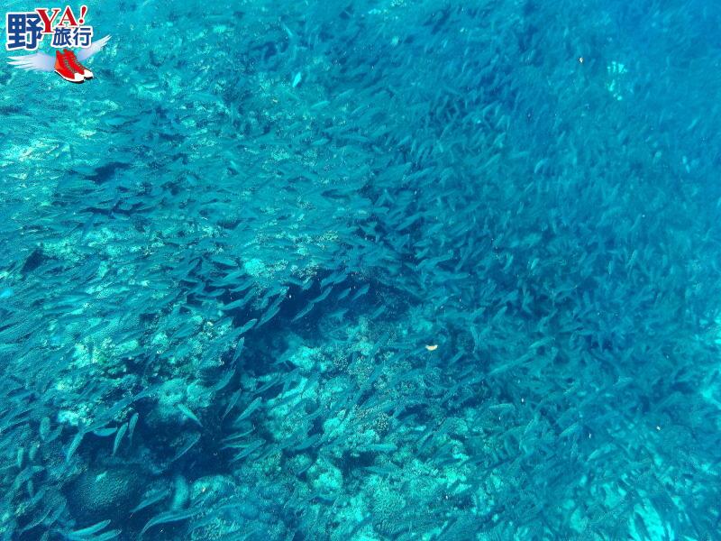 菲律賓宿霧潛水初體驗 令人震撼的莫亞礁沙丁魚風暴 @去旅行新聞網