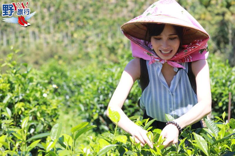 台灣｜南投 品好茶訪美景 亮點茶莊茶香之旅 @去旅行新聞網