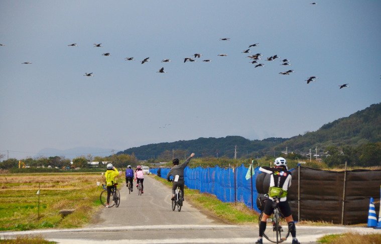 日本│九州 北薩騎單車 遇上萬隻西伯利亞鶴鳥 @去旅行新聞網