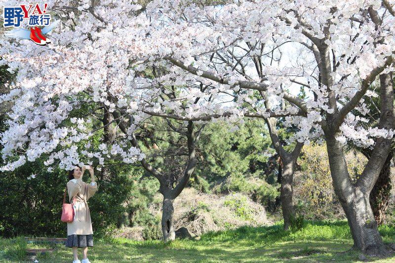 韓國濟州島 放眼所及皆美景 所到之處均浪漫的大櫻花季 @去旅行新聞網