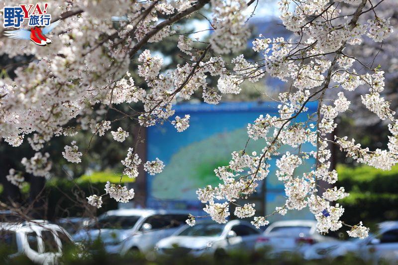 韓國濟州島 放眼所及皆美景 所到之處均浪漫的大櫻花季 @去旅行新聞網