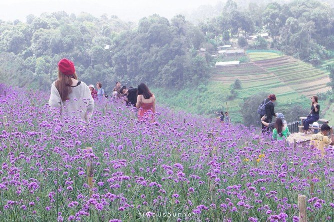 泰國清邁百花盛開 三座美麗花園農場競相爭豔 @去旅行新聞網