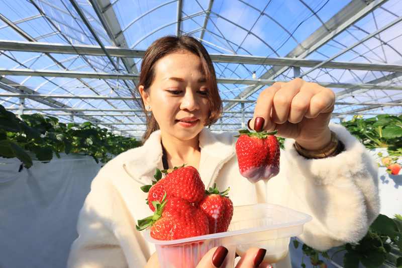 一莓一笑松森農園採果體驗 仙山必去草莓吃到飽 @去旅行新聞網
