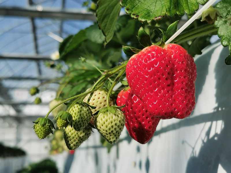 一莓一笑松森農園採果體驗 仙山必去草莓吃到飽 @去旅行新聞網