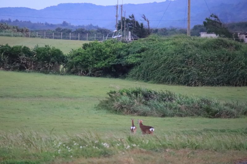 龍磐草原找尋梅花鹿 台26線海岸曠野寄情 @去旅行新聞網