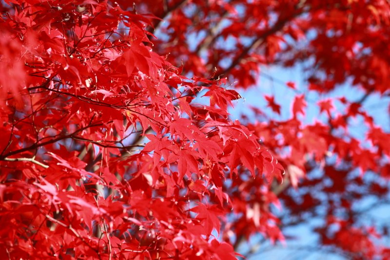 想念日本紅葉了嗎？東武鐵道沿線賞楓秘境報你知 @去旅行新聞網