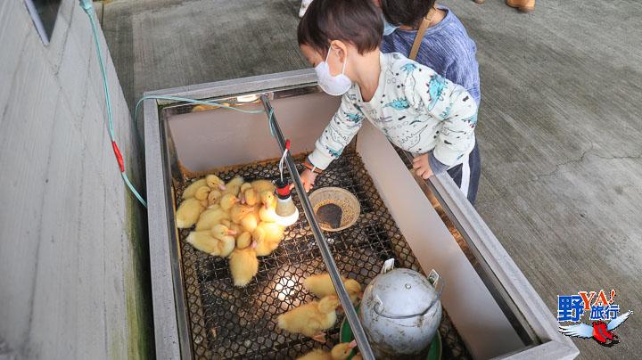 漫遊櫻桃鴨的故鄉 友善飼養的甲鳥園 @去旅行新聞網