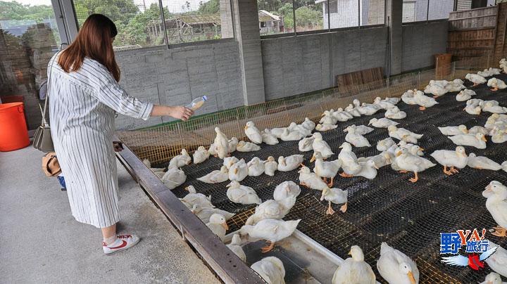 漫遊櫻桃鴨的故鄉 友善飼養的甲鳥園 @去旅行新聞網