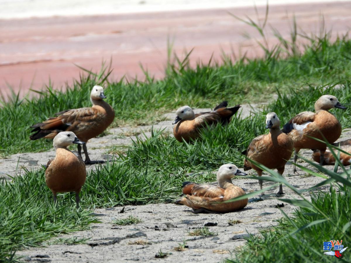 鳥人們看過來！  土耳其5條最美賞鳥路線報你知 @去旅行新聞網
