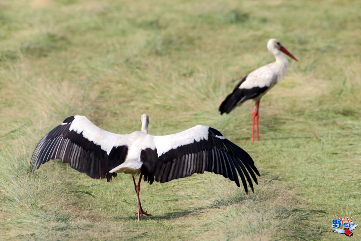 鳥人們看過來！  土耳其5條最美賞鳥路線報你知 @去旅行新聞網