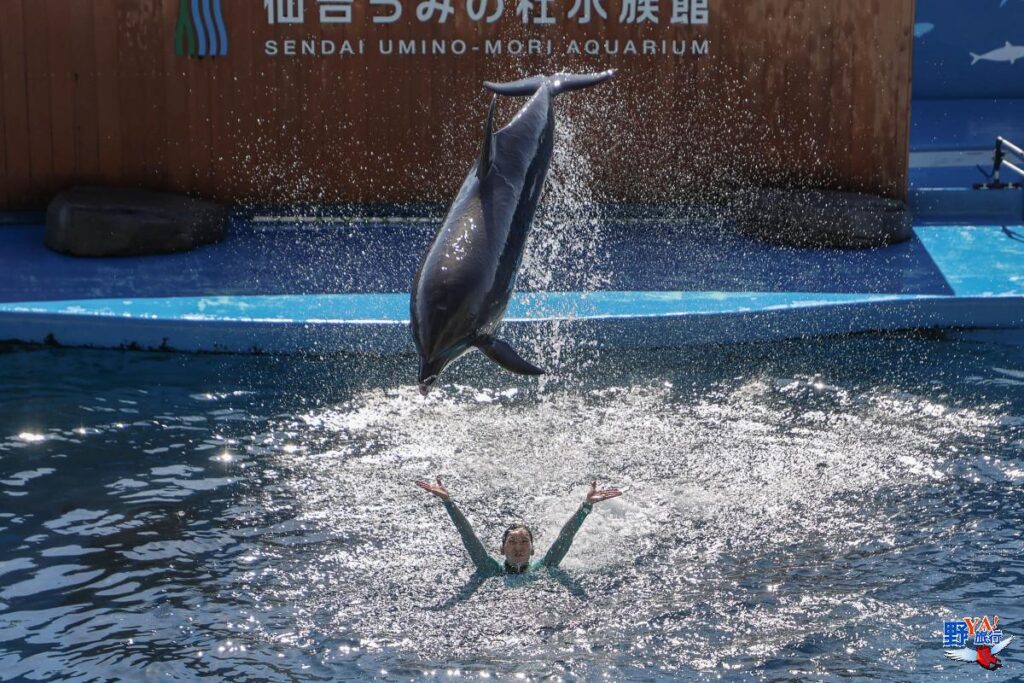 仙台海洋森林水族館見學 一覽日本東北海洋生態縮影 @去旅行新聞網