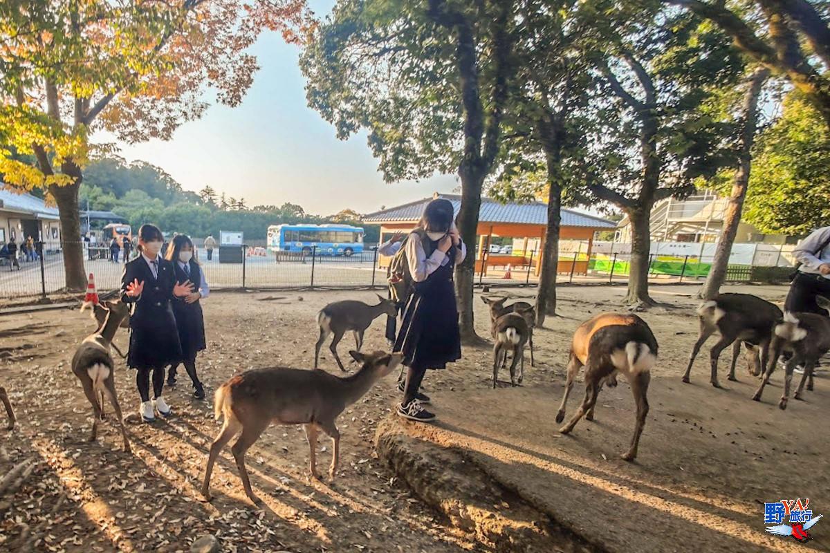 日本關西追楓直擊 奈良公園的貪吃鹿 @去旅行新聞網