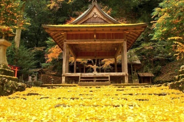 岩戶落葉神社銀杏金黃地毯秘境