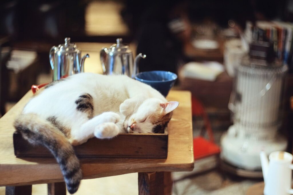 花蓮巷弄的貓咪咖啡廳KOHI珈琲宅 擼貓、手沖咖啡、華麗甜點超美味 @去旅行新聞網