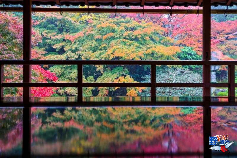 滋賀舊竹林院-媲美琉璃光院的紅葉倒影秘境 @去旅行新聞網