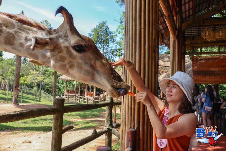 越南富國島親子景點「珍珠野生動物園」Vinpearl Safari Phu Quoc 餵長頸鹿、大象及狐猴超有趣 @Ya!Travel 野旅行新聞網
