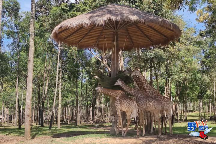 富國島親子景點珍珠野生動物園 餵長頸鹿、大象及狐猴合照超有趣 @去旅行新聞網