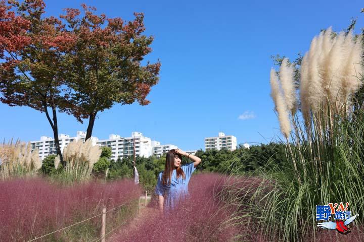 漫步蔚山太和江國家庭園 十里竹林、粉黛亂子草夢幻秋色太迷人 @去旅行新聞網