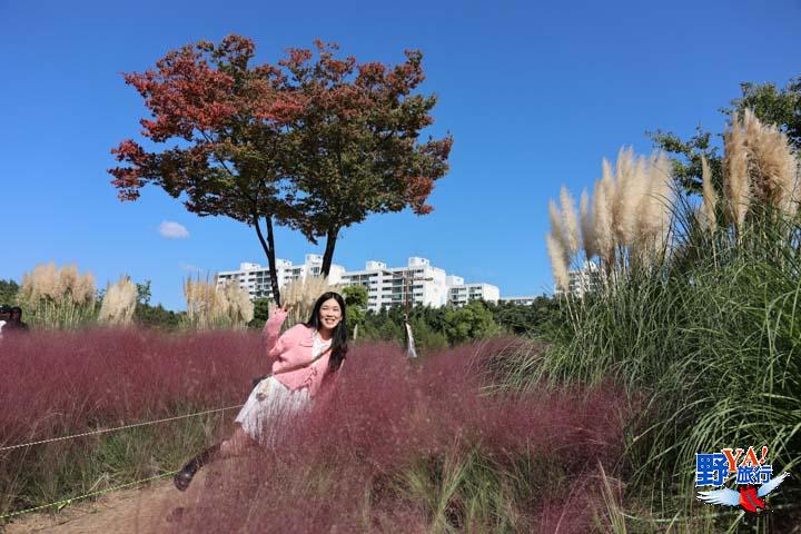 漫步蔚山太和江國家庭園 十里竹林、粉黛亂子草夢幻秋色太迷人 @去旅行新聞網