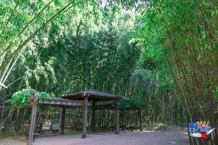 漫步蔚山太和江國家庭園 十里竹林、粉黛亂子草夢幻秋色太迷人 @去旅行新聞網