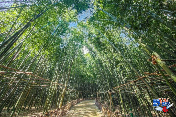 漫步蔚山太和江國家庭園 十里竹林、粉黛亂子草夢幻秋色太迷人 @去旅行新聞網