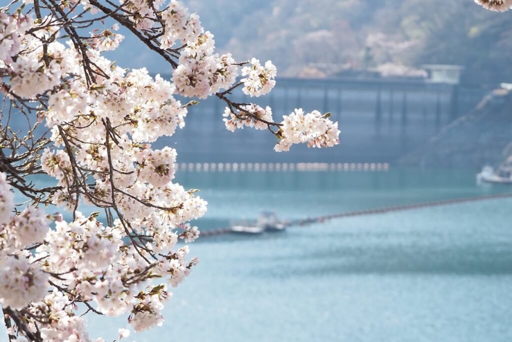 東京櫻花開花情報 東京自由行追櫻5個私房景點 @去旅行新聞網 圖1:除了著名觀光賞櫻勝地,東京也有不少令人心動的賞櫻私房景點。(奧多摩觀光協會提供)