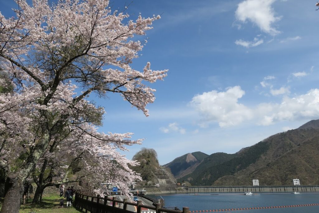 東京櫻花開花情報 東京自由行追櫻5個私房景點 @去旅行新聞網 圖10:身處在大自然的奧多摩湖賞櫻,感受與都市中全然不同的樂趣。(奧多摩觀光協會提供)