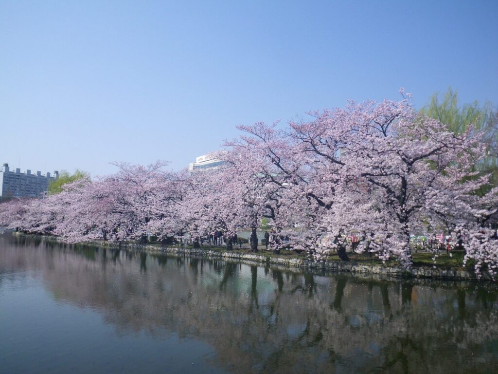 東京櫻花開花情報 東京自由行追櫻5個私房景點 @去旅行新聞網 圖12:上野公園內的櫻花盛開景象極富魅力,夜間打燈也享有盛名。(東京觀光財團提供)
