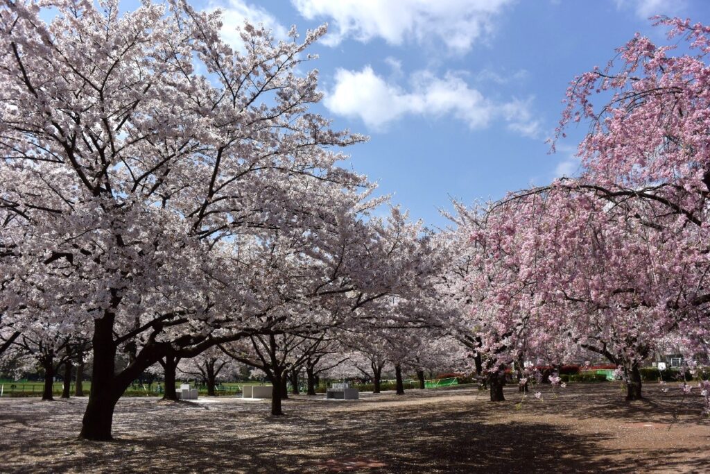 東京櫻花開花情報 東京自由行追櫻5個私房景點 @去旅行新聞網 圖2:木場公園腹地廣大,栽種著各種不同的櫻花,美不勝收。(木場公園提供)