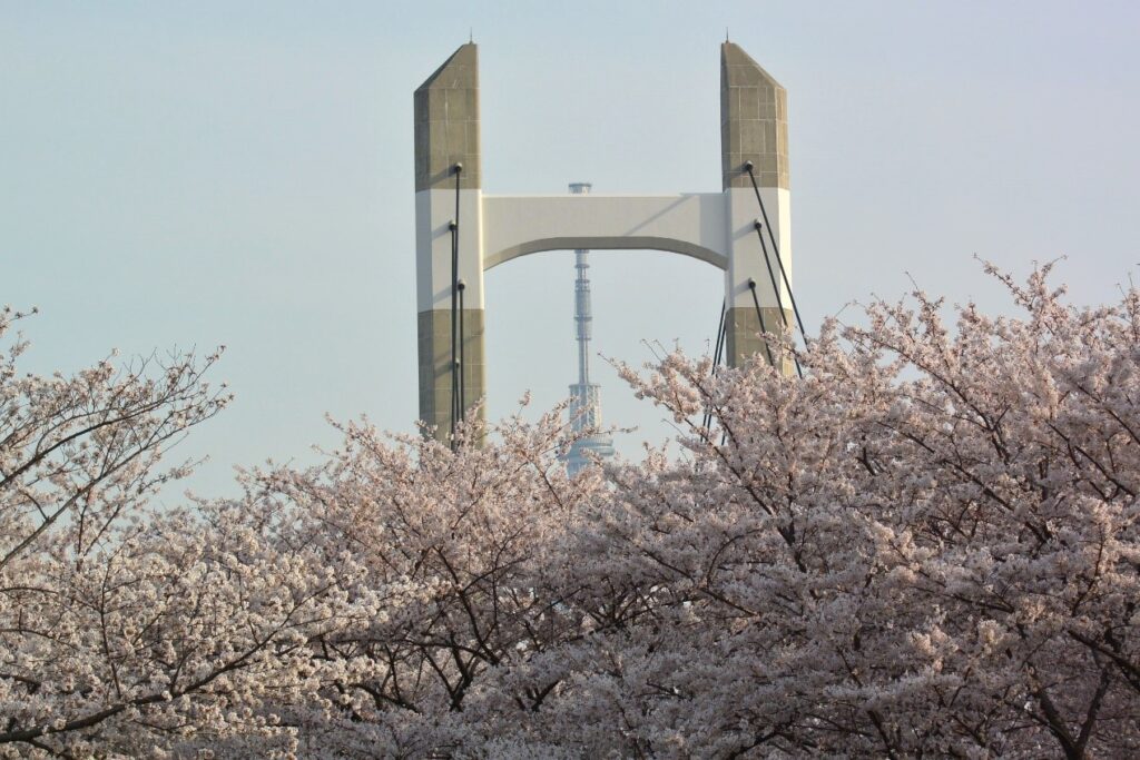 東京櫻花開花情報 東京自由行追櫻5個私房景點 @去旅行新聞網 圖3:在木場公園可以捕捉到櫻花、木場大橋與東京晴空塔交疊的同框畫面。(木場公園提供)