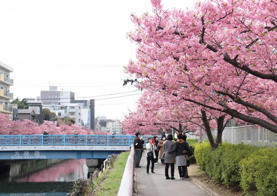東京櫻花開花情報 東京自由行追櫻5個私房景點 @去旅行新聞網 圖4:大横川沿岸約有80棵河津櫻,花期一直維持到3月中旬左右。(江東區提供)