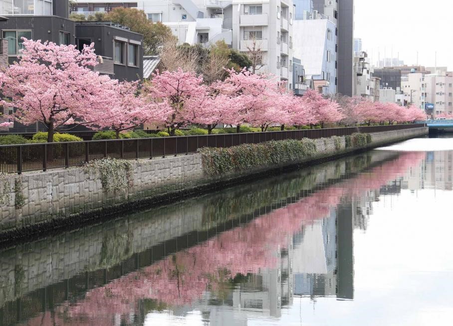 東京櫻花開花情報 東京自由行追櫻5個私房景點 @去旅行新聞網 圖5:河津櫻3月上旬迎來滿開時期,可欣賞倒映在大横川上的櫻花景色。(江東區提供)