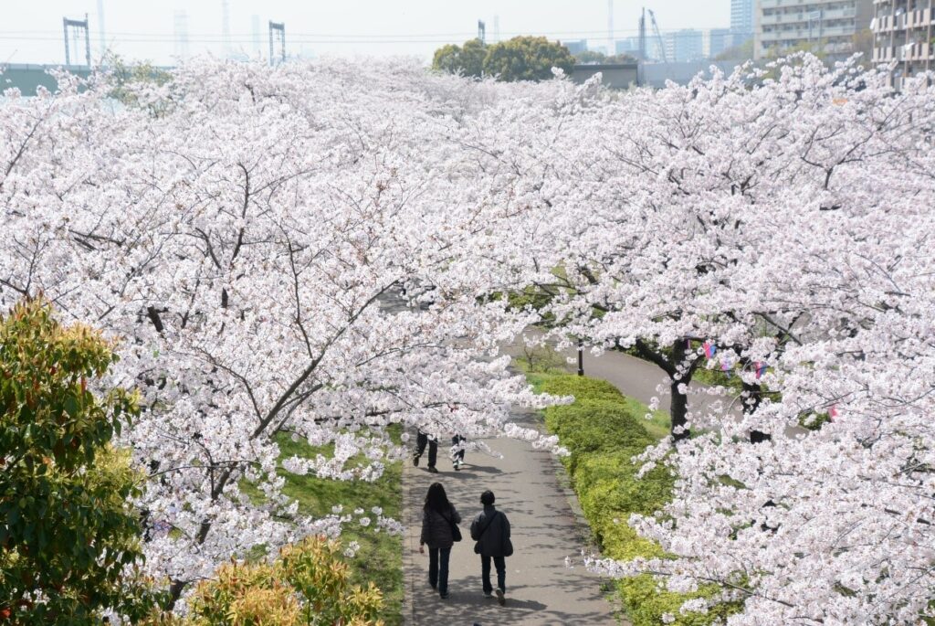 東京櫻花開花情報 東京自由行追櫻5個私房景點 @去旅行新聞網 圖6:小松川千本櫻櫻花長廊綿延約2公里,相當壯觀。(江戶川區提供)