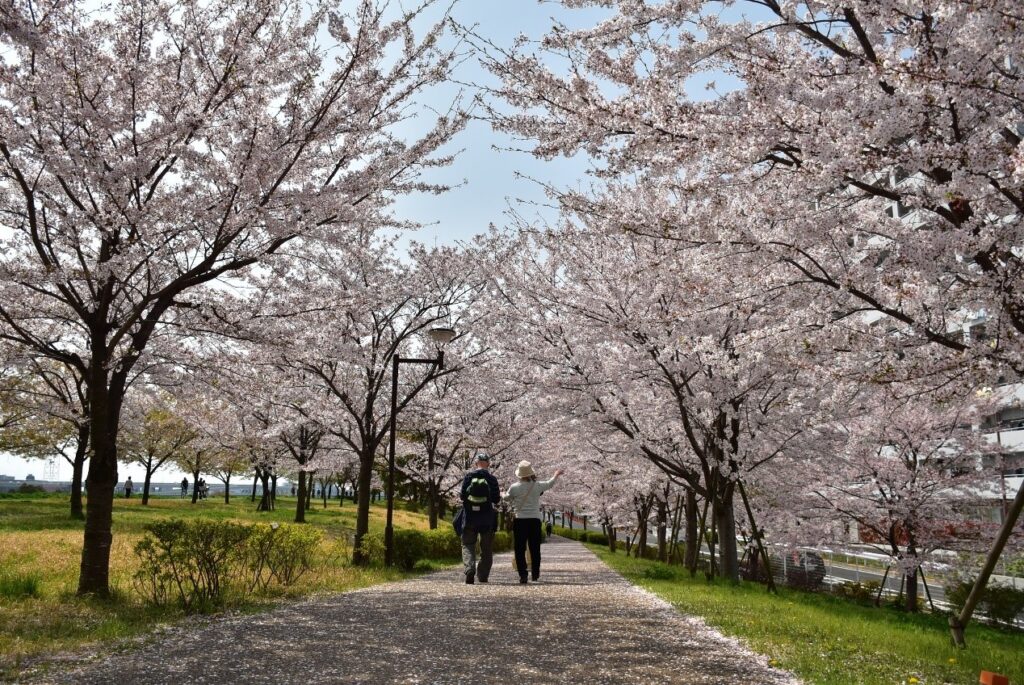 東京櫻花開花情報 東京自由行追櫻5個私房景點 @去旅行新聞網 圖7:數量眾多的小松川千本櫻,每到櫻花開花季節,吸引不少當地民眾前來賞櫻。(江戶川區提供)