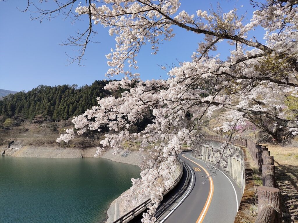 東京櫻花開花情報 東京自由行追櫻5個私房景點 @去旅行新聞網 圖9:奧多摩湖邊的櫻花盛開,可在步道上盡情觀賞,也適合駕車遊覽。(奧多摩觀光協會提供)