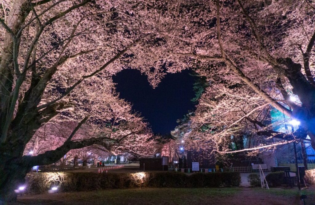 弘前公園愛心櫻花